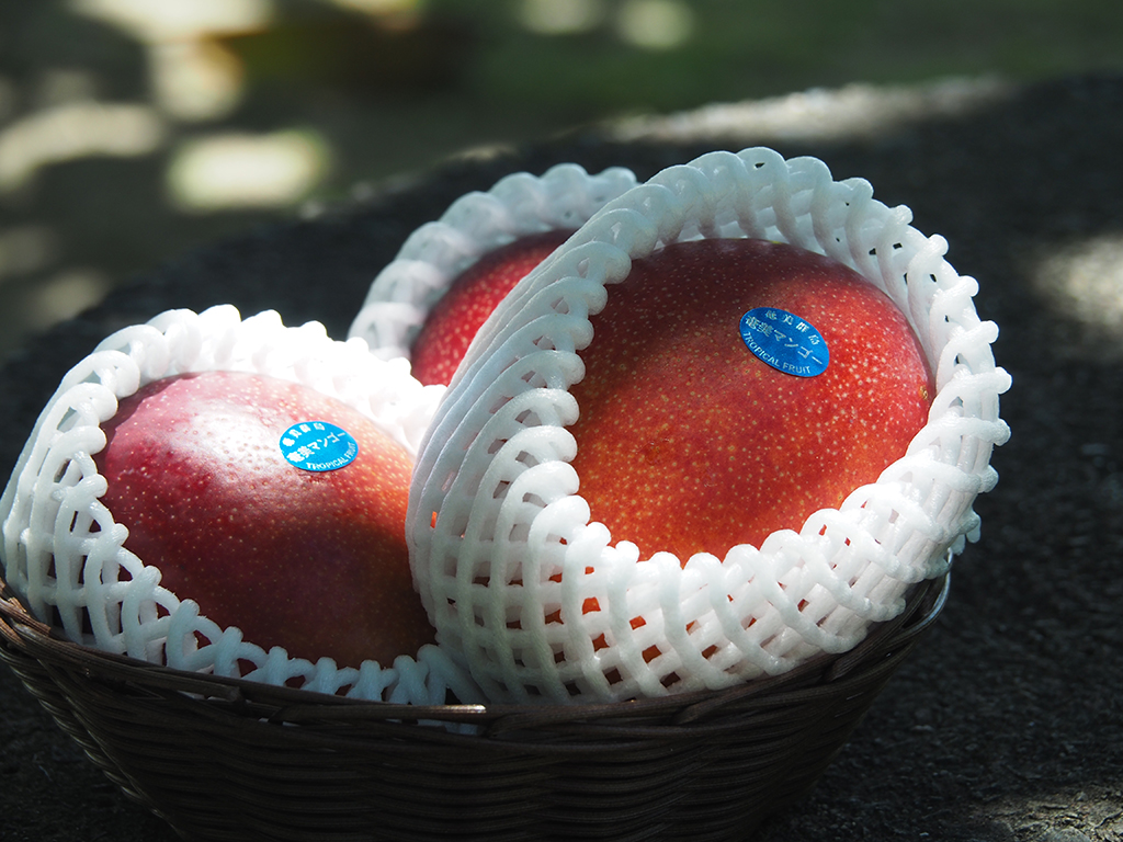 04_マンゴー日陰